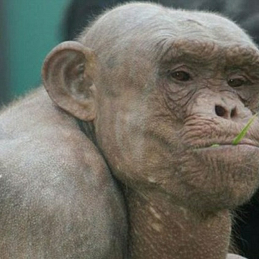 Meet your Posher, Jaylen